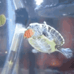 [캐치룩] <b>이맛</b>에 키웁니다