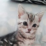[뀨돌뀨순] 우리집 고양이 너무 잘생긴듯