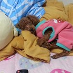 우리 강아지는 잘 때 가끔 눈이 웃는 <b>모양</b>으로 됌