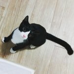 약국에서 냥줍한 서쿤이 2탄 