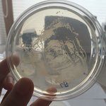 [꼭봐주세요] <b>삼다수</b>에 대장균..(사진U)