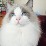 우리집 렉<b>돌</b> 고양이 랄프를 소개합니다