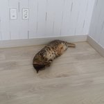 [<b>러시안</b>블루] 누워서 그루밍해요