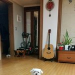 ［경남진주］말티즈 <b>수컷</b> 러키를 찾아주세요