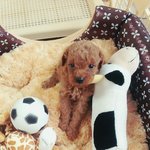 [강아지사랑] 몽구 성장노트 - 첫째