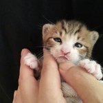 [아기고양이] 아기 고양이 키우는 <b>판남</b>,녀 있음???