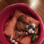 [강아지사랑] <b>말티푸</b> 믹키
