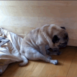 <b>몇시간뒤</b>에 개학하는 중고딩 아침 상황.GIF