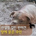 <b>관절염</b> 걸린 반려견