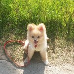 [크림일기] 12편 : 산책은 크림이를 신나게 해요~~