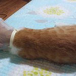 자몽이에게 동생이 생겼어요!