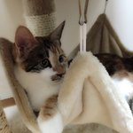 [뭉이별이+달이] 우리뭉이는 해먹이 좋아요~