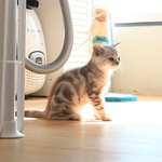 [수리<b>노을</b>] 광합성 고양이^^