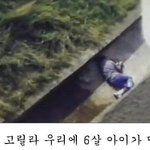 <b>고릴라</b> 우리에 떨어진 아이
