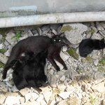 [안산] 교통사고로 어미를 잃은 블랙삼둥이.