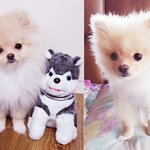 [크림일기] 13편 : 포메라니안 셀프미용 도전