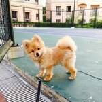 [강아지사랑] 포메라니안 쌍둥이남매의 일상 1 [<b>수영</b>은 무서워]