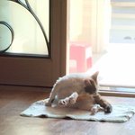 [고양이] 굴러들어온 나초 ~ (우리집에 온지 2개월째)