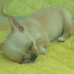 '앞트임·보톡스' 강아지