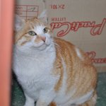 (입양완료)성형한줄 알았쥬? <b>미묘</b>로 거듭난 제시카의 가족이 되어주세요~