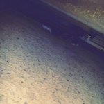 꼬리절단되고 후지마비된채 발견된 길아가...차마 외면할수가 없어서...