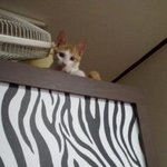 [고양이] 아기고양이 <b>무료</b>분양드립니다(부산입니다)