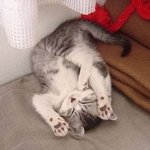 <b>두발</b>들고 잠든 귀여운 고양이