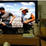 [고양이] 만듀아저씨의 은밀한 취미생활