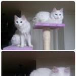 이사가면서 버려진 터키쉬앙고라 냥이 두마리 (<b>입양</b>완료)