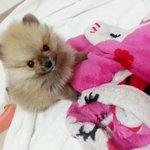 [또치재희동] 우리집 세마리 강아지들