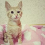 [고양이] 우리집 <b>슈슈</b>를 소개 할게요~