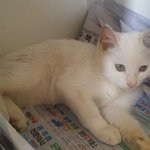 [고양이] 우리아빠는 나나의 <b>집사</b>님~~~~~~~~~~