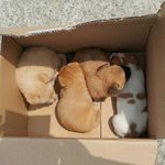 [함안길<b>천사</b>] 어미견과 함께 버려진 새끼들.