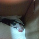 [고양이] 급해요! 새끼고양이 분양 또는 도와주세요ㅠㅠ지역인천