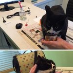 발라당하고 뒹굴거리며 밥 얻어먹던 유기냥이 <b>임보</b>,입양 급해요ㅠㅠ