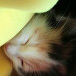 [리얼<b>멜리</b>] 놀숲 4개월 애기 <b>멜리</b>~