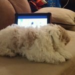 [시숑노아] 시숑을 소개합니다.3