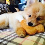 [강아지사랑] 포메라니안 쌍둥이남매의 일상 2 [펀치의 성장기]