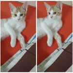 [고양이] 사가정 꽃미냥 <b>김</b><b>탄</b>군을 소개합니다