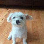 [동안견쿠] 15살 동안견 말티즈 쿠