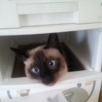10개월 샴고양이 <b>레오</b> '-'