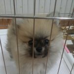 [강아지사랑] 우리집 <b>포메</b> 나무를 소개합니다