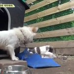 [EXO] 자식들 싸우는거 보는 <b>밍키</b>