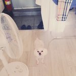 [유기견] 인천 남구 <b>주안</b>2동 하얀 말티즈 잃어버렸어요