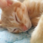 [고양이] 살찐 <b>슈슈</b>를 소개할게요~