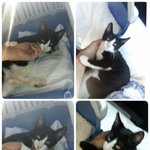 <b>철장</b>에 갇혀 살려달라고 울고 매달리던 어린 냥이의 새 삶을 함께...