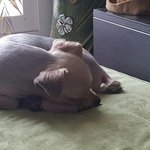 <b>대림동</b>에서 강아지를 발견햇네요..엄마를 찾습니다