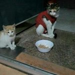 집이 없어요..가족이 없어요..방울이랑 <b>루미</b> 어떡하죠ㅠㅠ