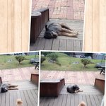 [만득써니] 다릿골 삽살개 만득써니메리쩜봉이의 여름 에피소드