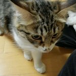 [리얼<b>멜리</b>] 놀숲 4개월 애긔 <b>멜리</b> 2탄!